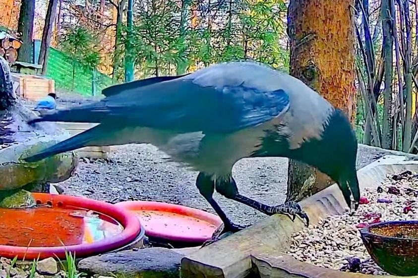 livebirdspoland_025a9a68a2ef7c8204586f9d464501d0.jpg