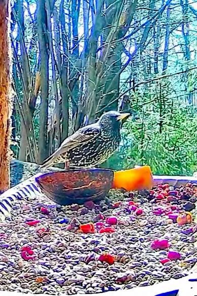 livebirdspoland_cd6e0e40d3c7d75856d0642c56b51981.jpg