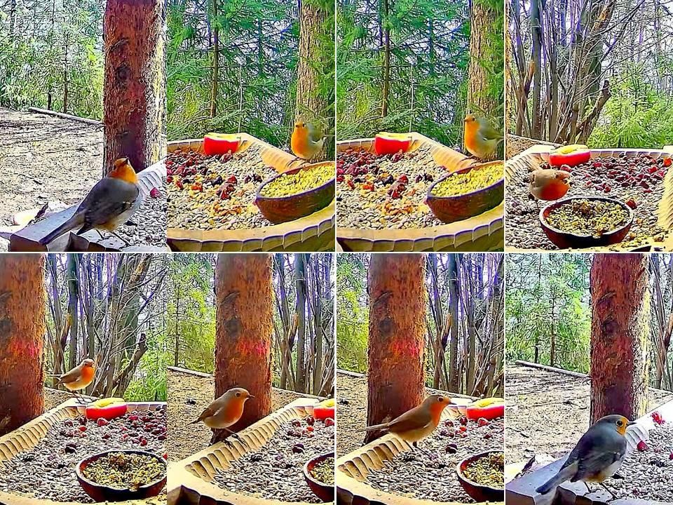 livebirdspoland_e7c98d50a744df4f03fcebfe5beb0e7b.jpg