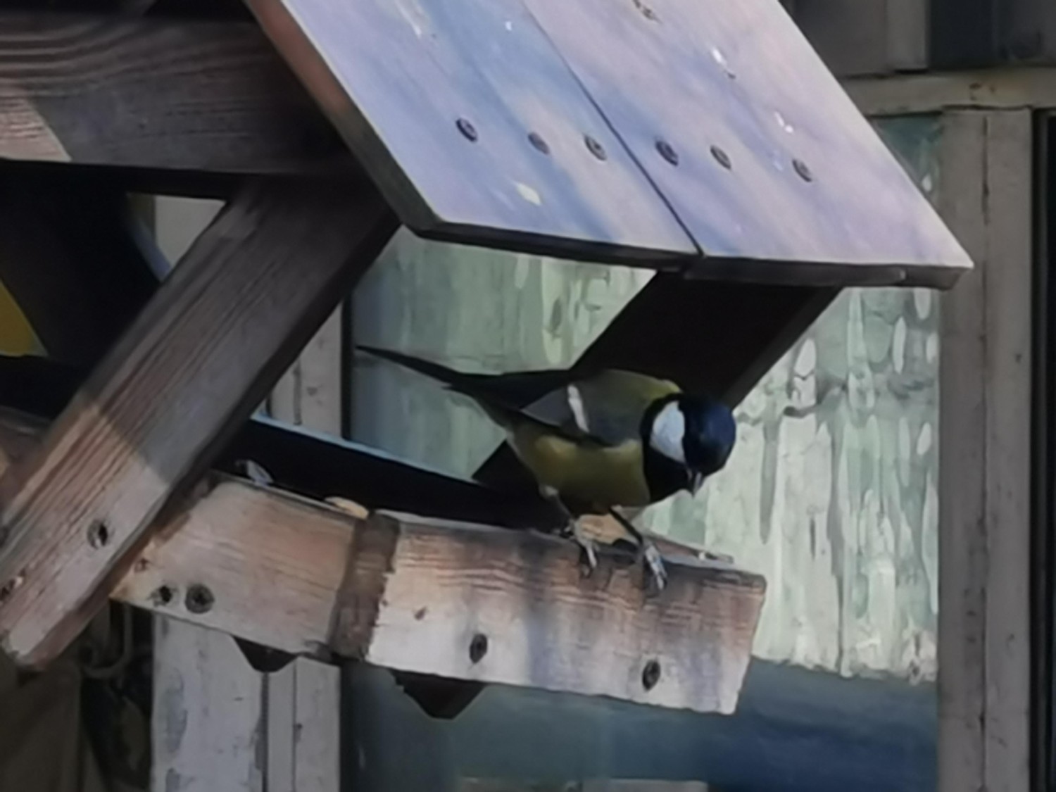 livebirdspoland_5848d5a1dc471658fe49f3d30fd9b75b.jpg