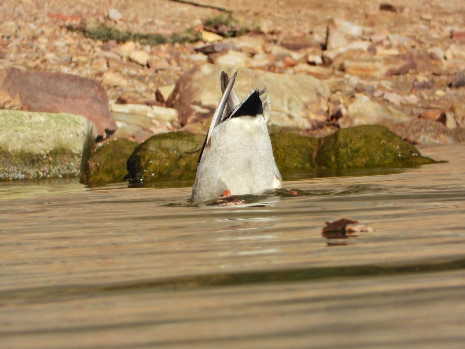 livebirdspoland_1264b700a7f0255e2bf2bbd967d8d404.jpg