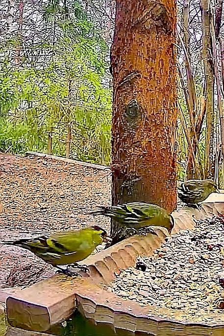 livebirdspoland_cec64571f1b6db9cd0ee110d954616a2.jpg