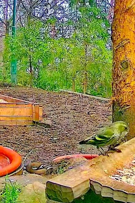 livebirdspoland_7cdb9e30c4d755c9d432b69a84e66475.jpg