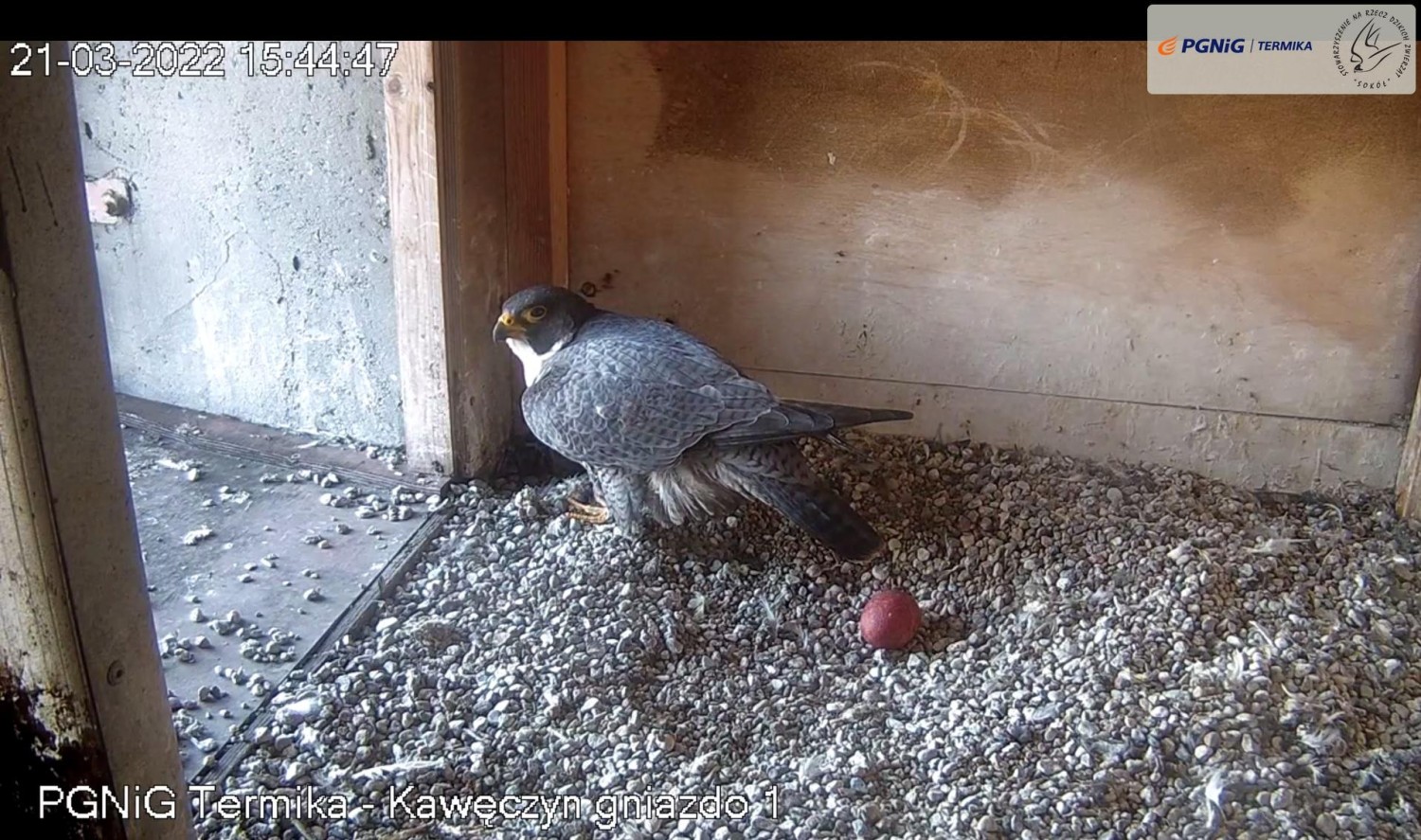 livebirdspoland_31b34663201b2015b8aef081d3fa63fc.jpg