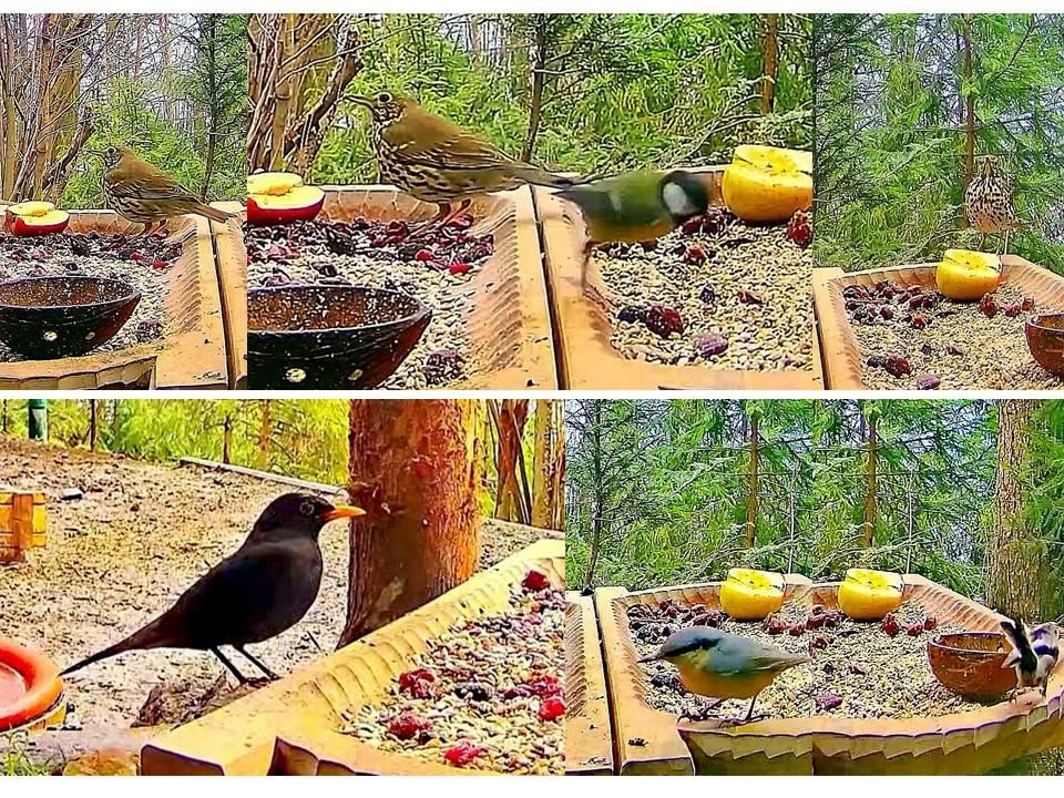 livebirdspoland_19c0bff199fdd761687ff6a3e5f6d62d.jpg