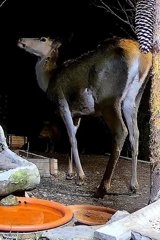 livebirdspoland_93244dc478a0a30f2425e45e9e3f8e69.jpg