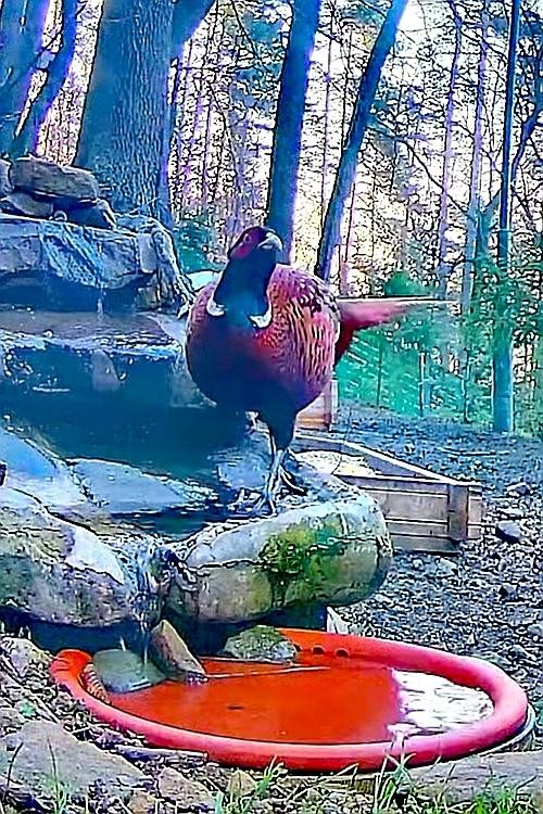 livebirdspoland_3657094a42faee230768e77555960766.jpg