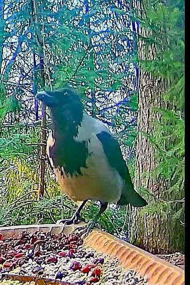 livebirdspoland_50b7bed49e33a59c7d6ce29b83b751a5.jpg