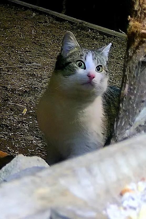 livebirdspoland_14140bb0a4cac13d491b8522be5c7158.jpg