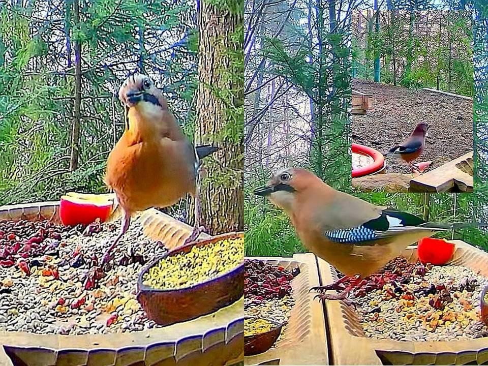 livebirdspoland_6bfe2c069ea4be12775faef1606740f7.jpg