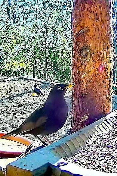 livebirdspoland_2b0029be83bab8b6c7a9e11b1c3fef32.jpg
