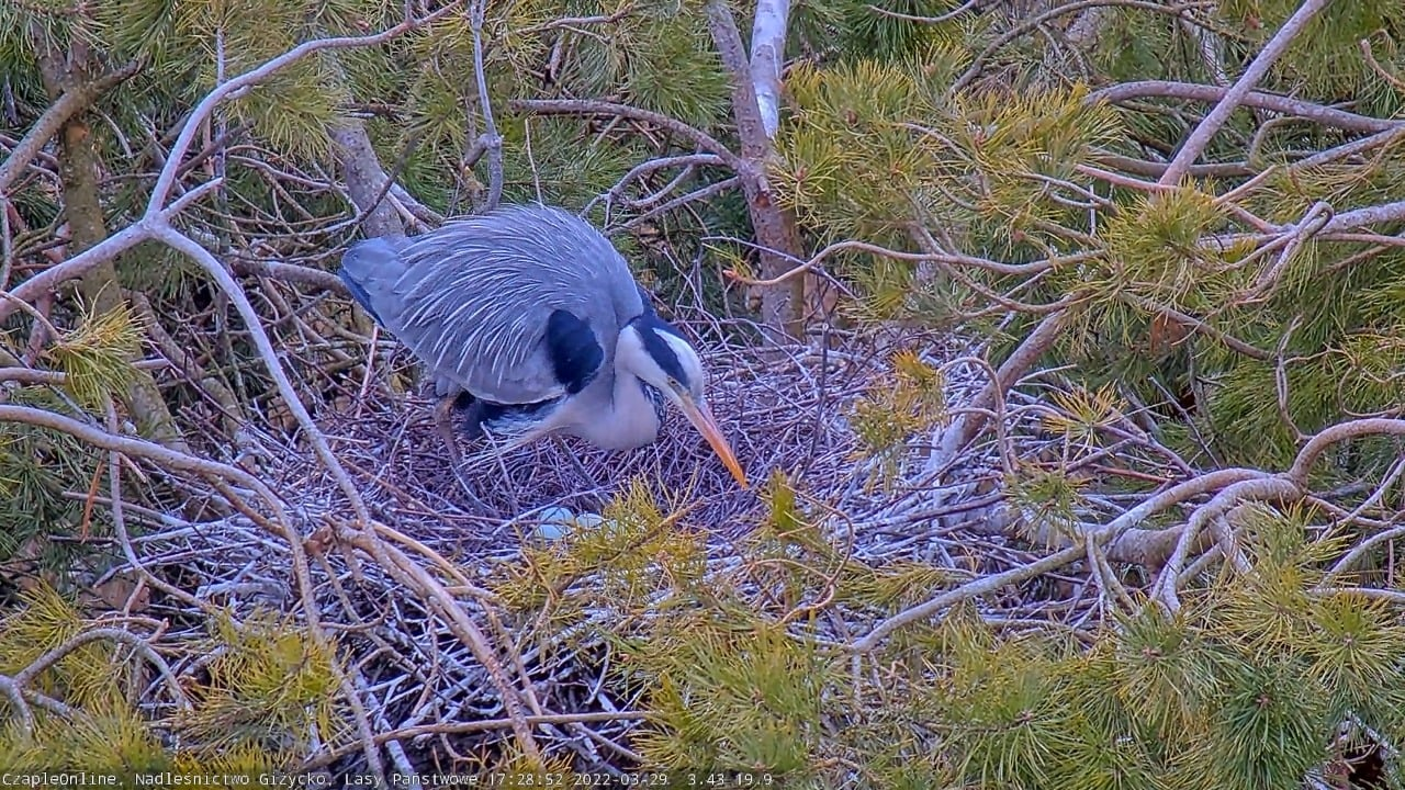 livebirdspoland_7b5fabc2f90d42408af77ceefc0da055.png