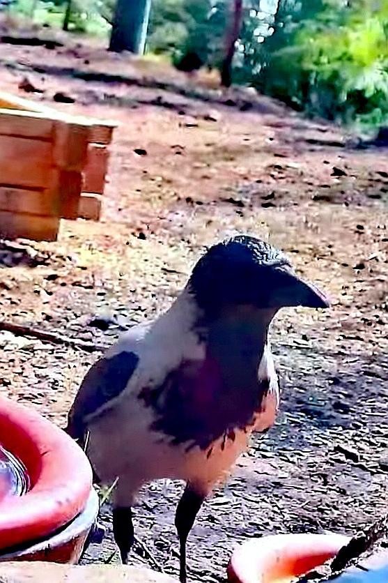 livebirdspoland_7bc2f75da33114f973d986d2762a9db4.jpg