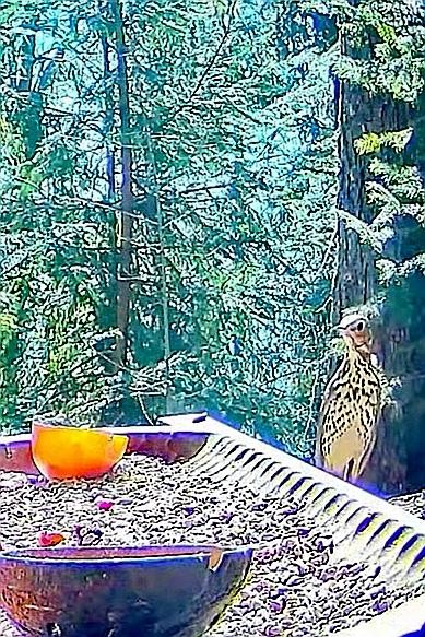 livebirdspoland_23d27705d188ae341bc94d9e400956bd.jpg