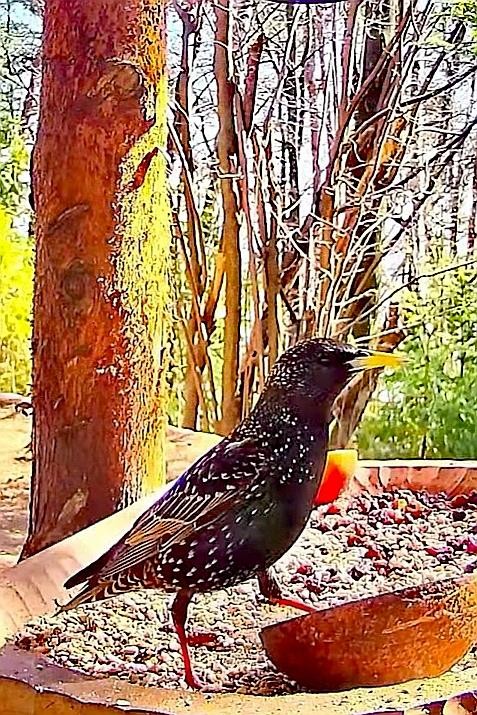 livebirdspoland_b100ab0d877aab259e1b2673d3cbdfa4.jpg