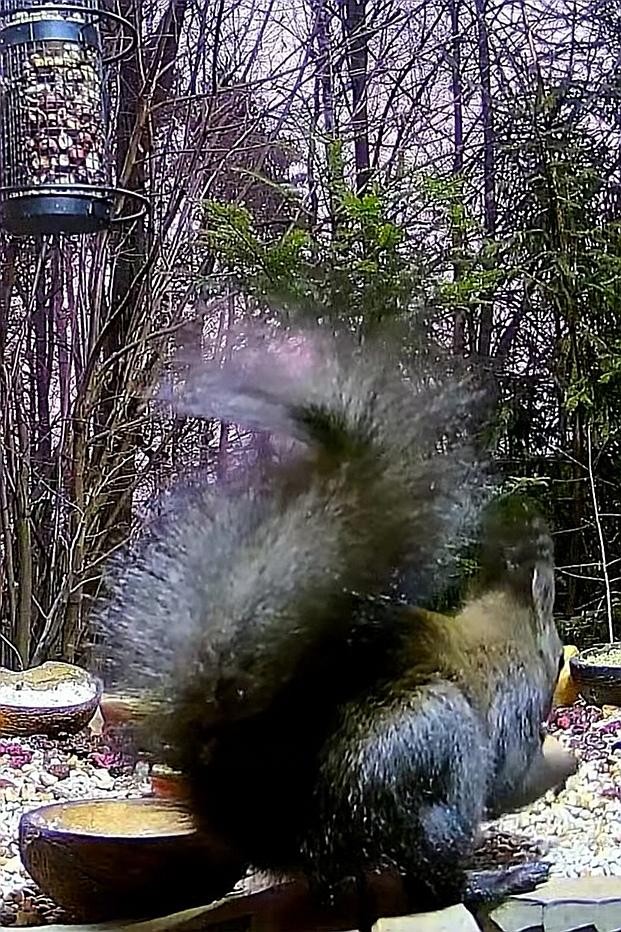 livebirdspoland_f16b6408e10f01cc23ac28974010eb22.jpg
