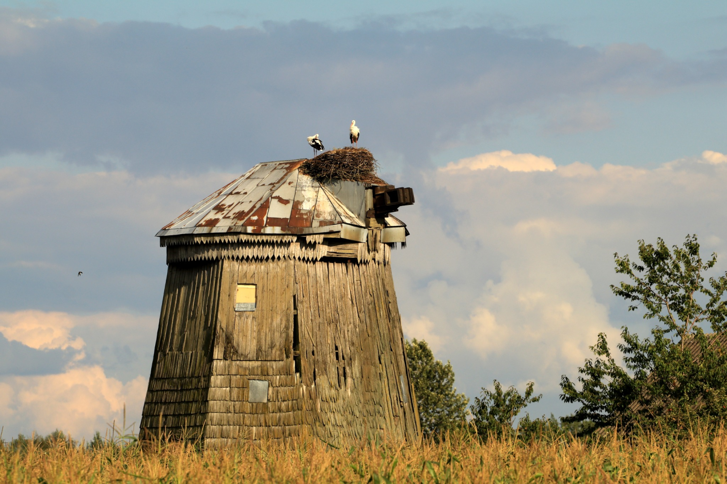 livebirdspoland_f5bc7a61b8d3358f42ca7b6c440f070b.png