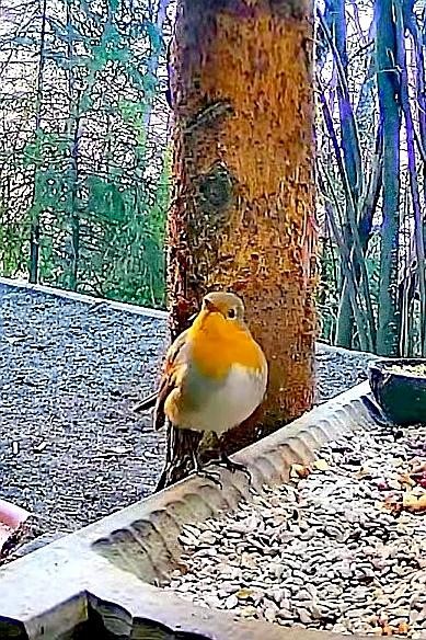 livebirdspoland_43706845e7fad7da39b3d4beef1f2458.jpg