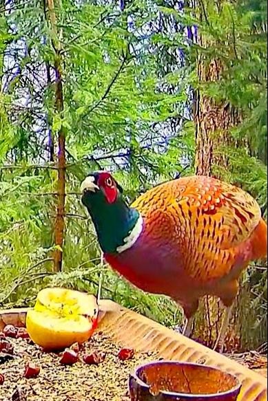 livebirdspoland_05bc6cab595016379f27332278a052bc.jpg