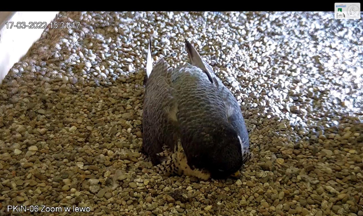 livebirdspoland_00b1613098d01f723b3dbeba3f63d674.jpg