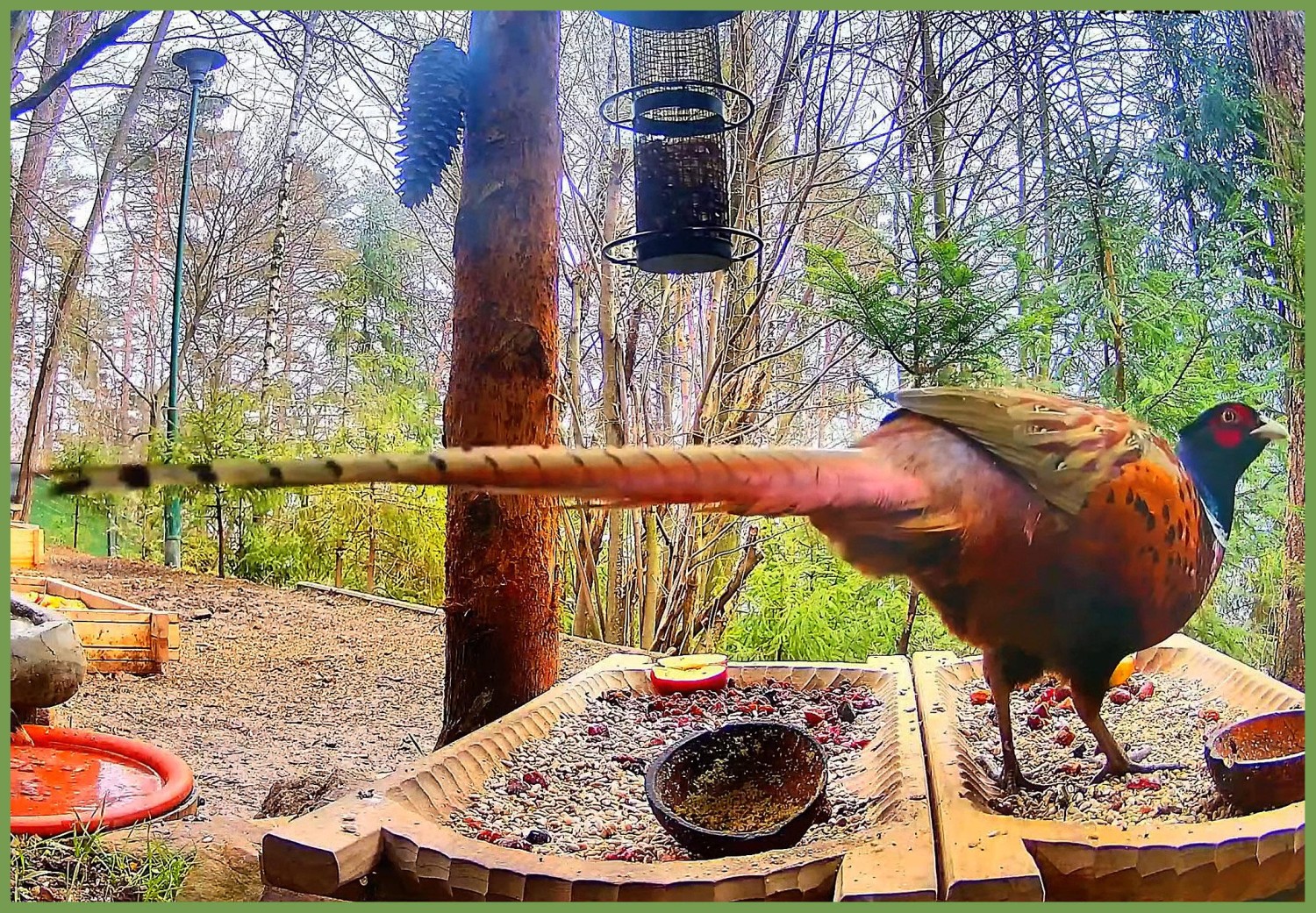 livebirdspoland_01d11ac00e0a1e158d2db1c5fc0da3c7.jpg