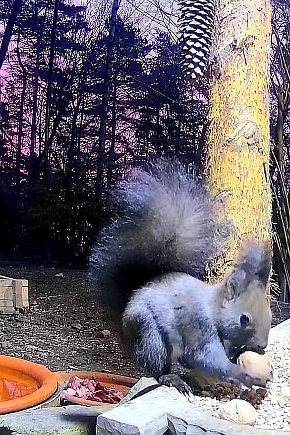 livebirdspoland_fd470b0a30004e35fefd68a86b834e5b.jpg