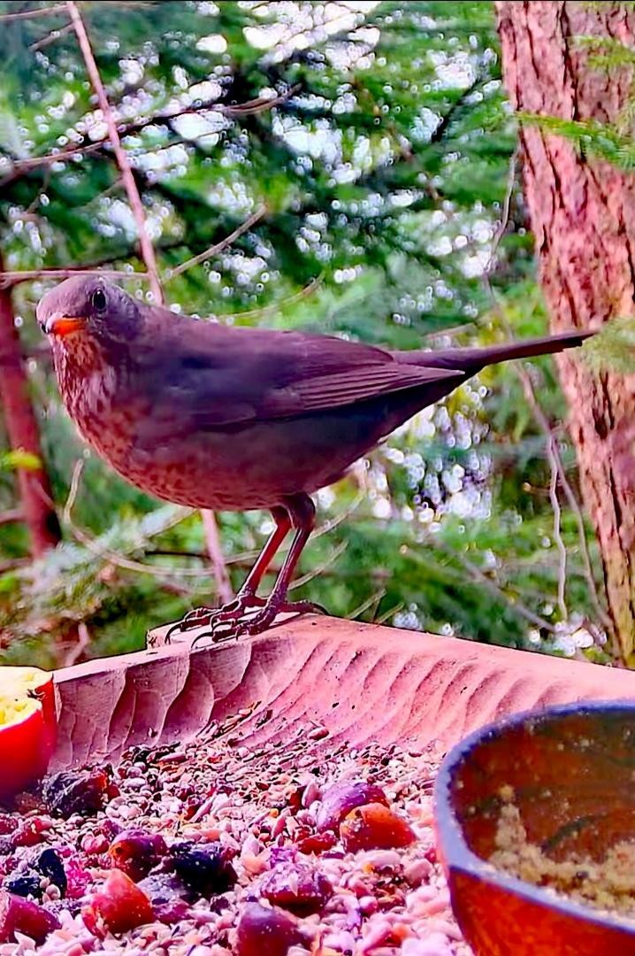 livebirdspoland_de1aedafeb90cf599910084c92b73fb5.jpg