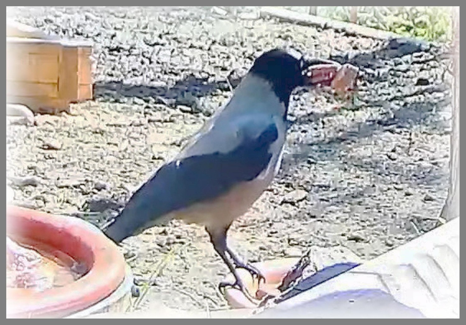 livebirdspoland_6326f172a7249a47146494e7250e52d5.jpg