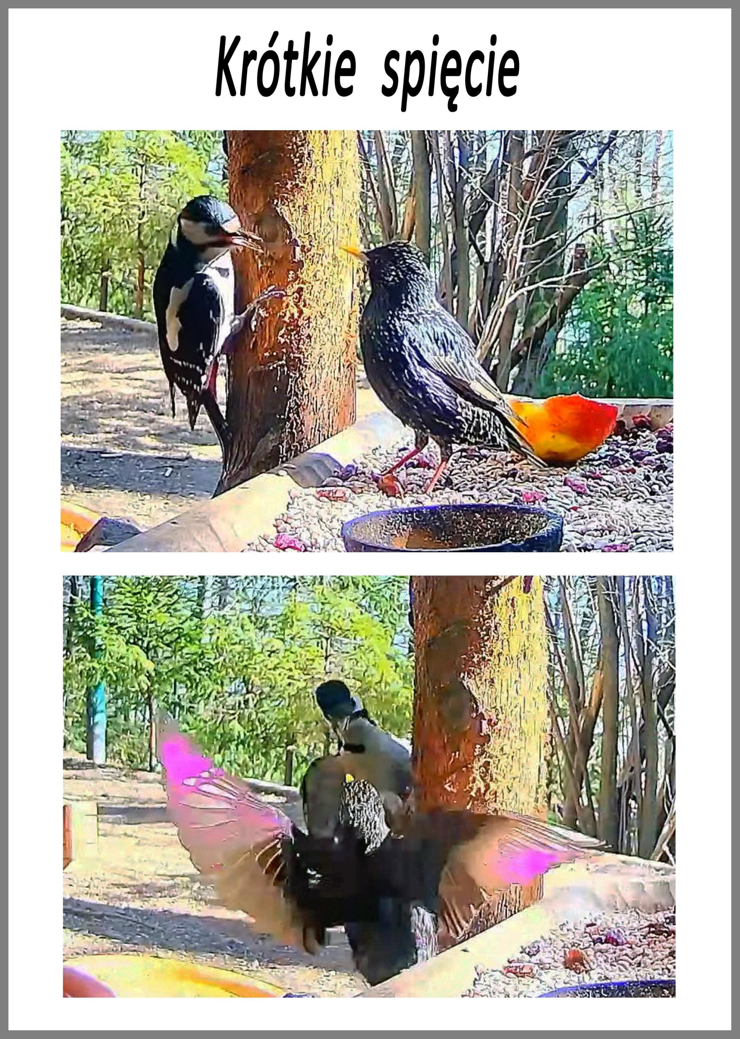 livebirdspoland_6b4a4c0dfd083ef54024e787d79b491b.jpg