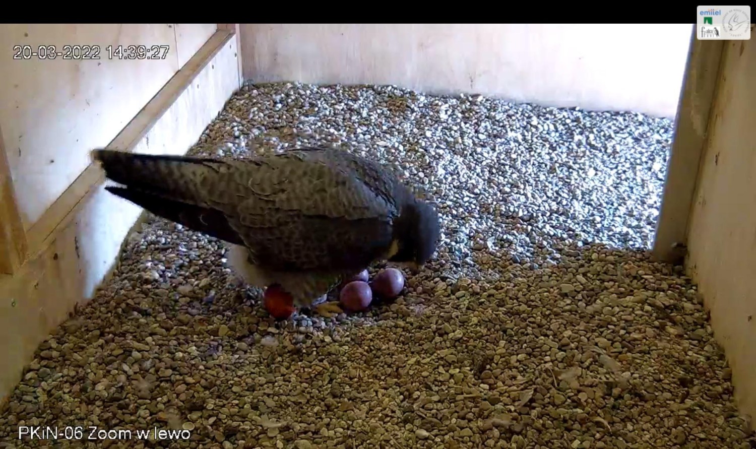 livebirdspoland_9bef2dc8ac4efa72974dd844b5855803.jpg