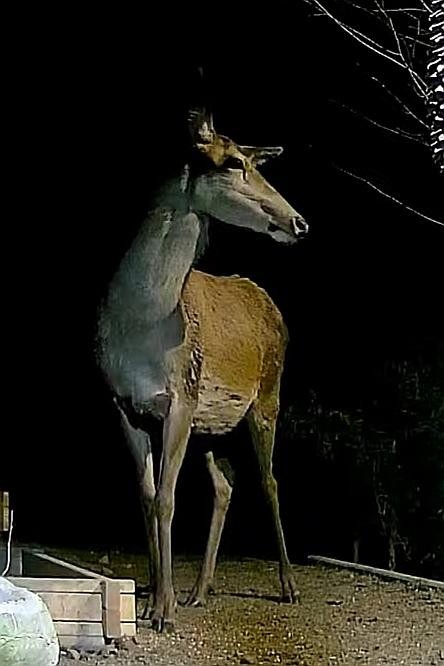 livebirdspoland_981c8dd57698fa052d1e04e500f308a9.jpg