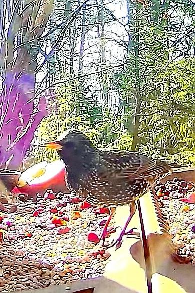 livebirdspoland_5a20c7996cd0e6c7c354a9d4c55a265c.jpg