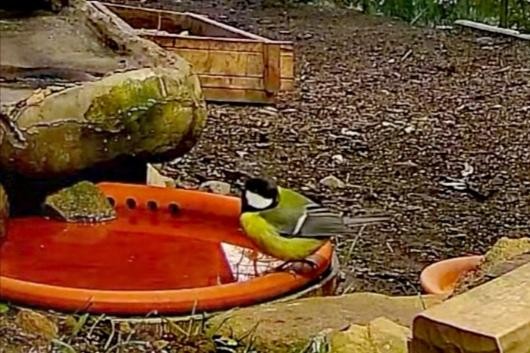 livebirdspoland_00003b9e1065f830cc27c7a8592ecaa3.jpg
