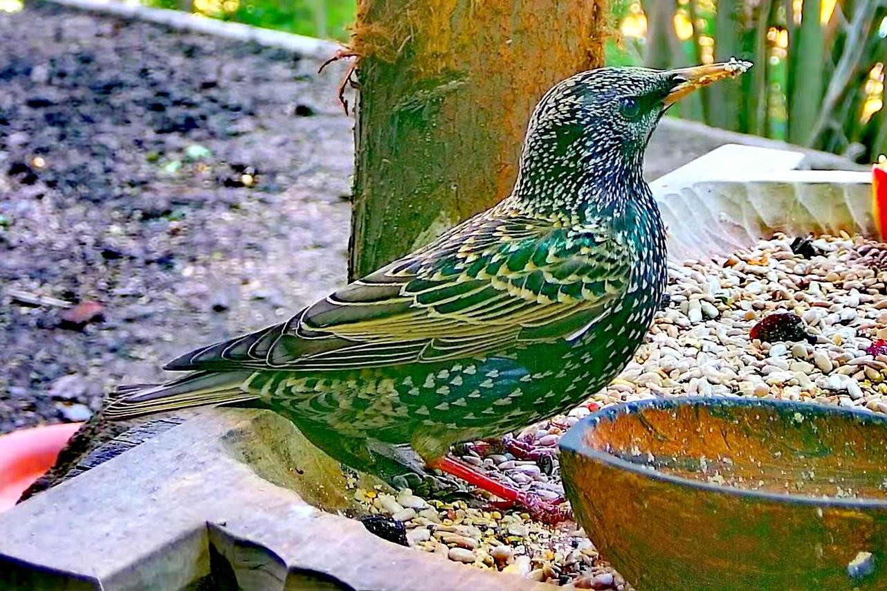 livebirdspoland_79b605e222b29cdadfce81a4d3a5197e.jpg