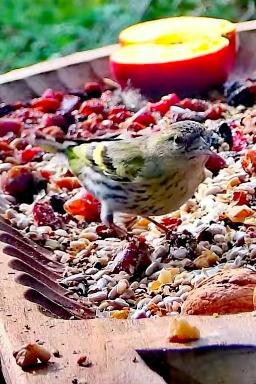 livebirdspoland_bf706a602c81043f6131ea6ebf889f6c.jpg