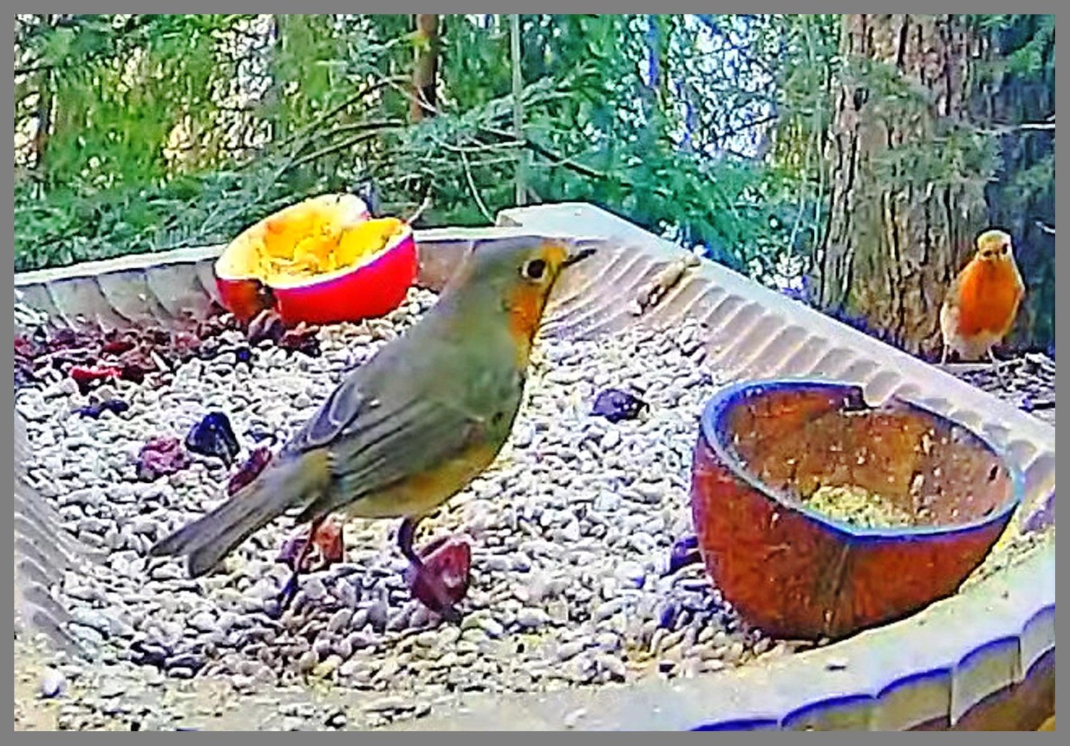 livebirdspoland_5558d3bd3dc7b4d0443d93147f0a5cc8.jpg