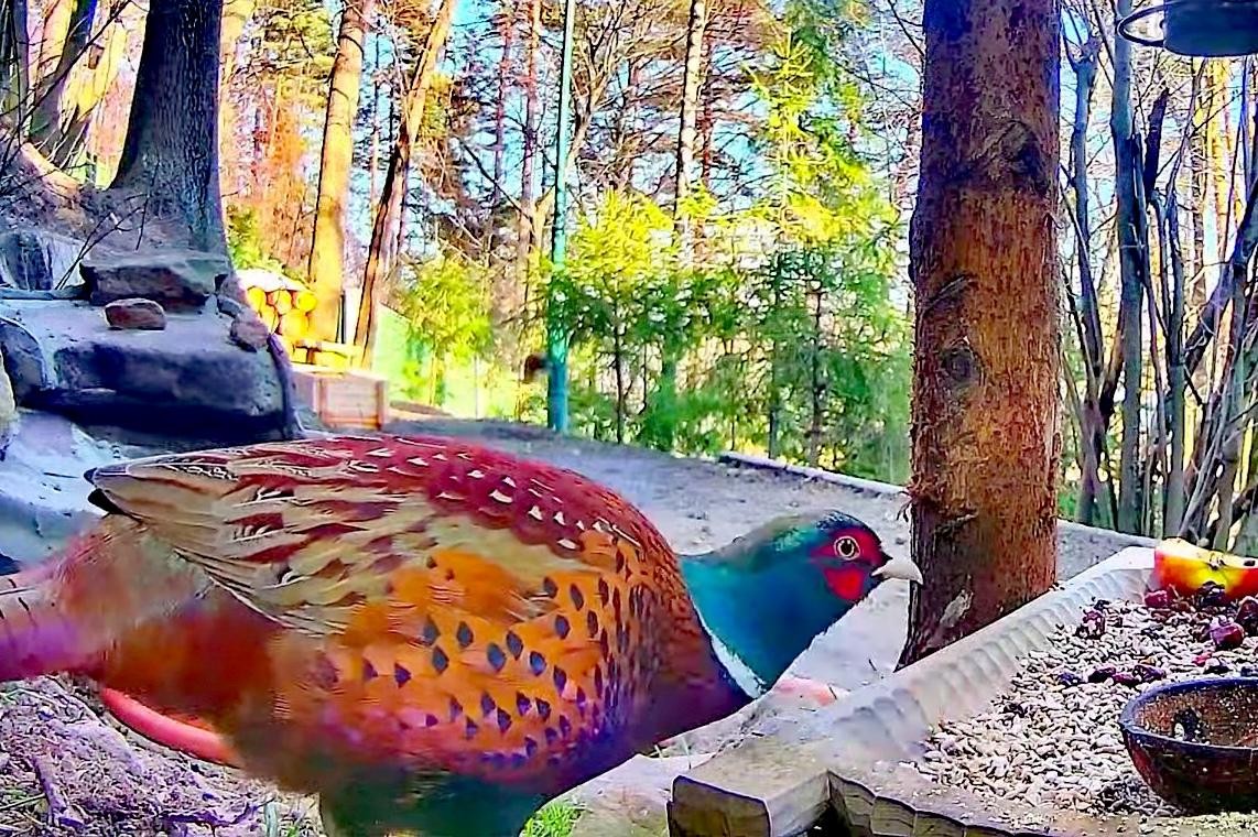 livebirdspoland_5ccfac80ecef94690e12da5f25758226.jpg