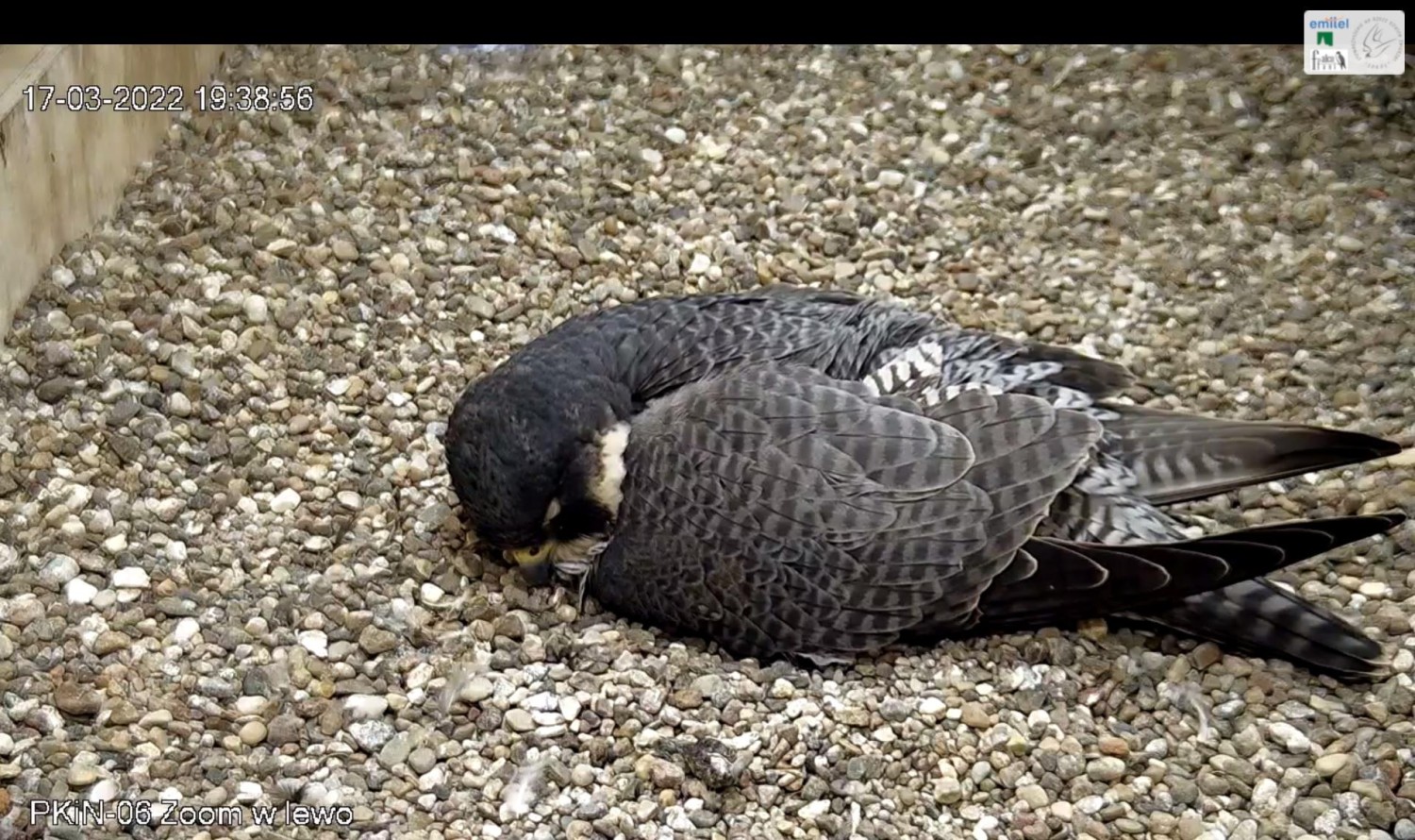livebirdspoland_3c05be9456a4180b075e2be8bb53edfb.jpg