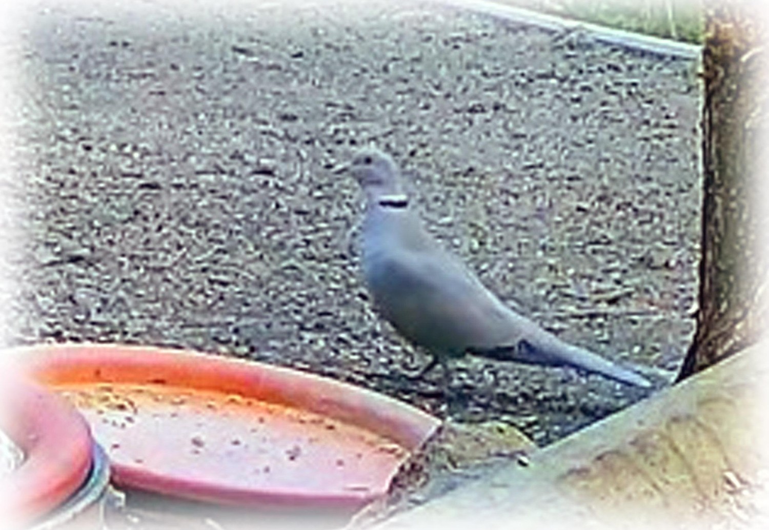 livebirdspoland_666c79a9af6b56b05722c895b0a37610.jpg