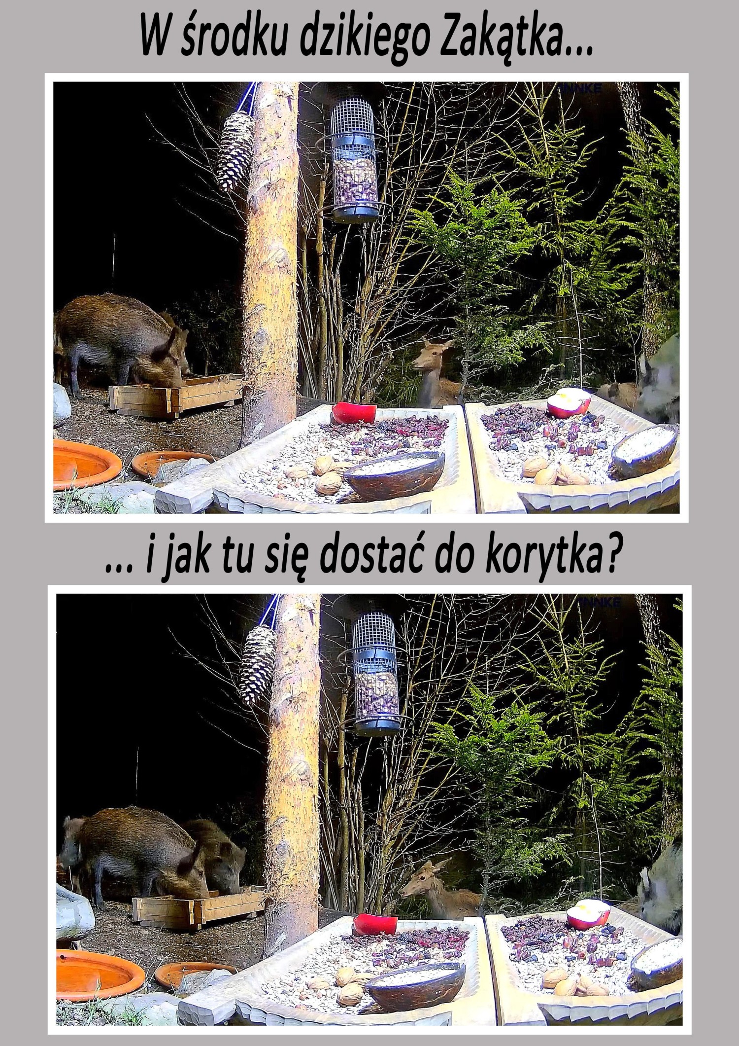 livebirdspoland_c76c6f84a5afb131abb574db3f747ced.jpg