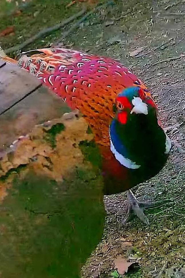 livebirdspoland_54652aae0227c7ed909b5023ed57a2e2.jpg