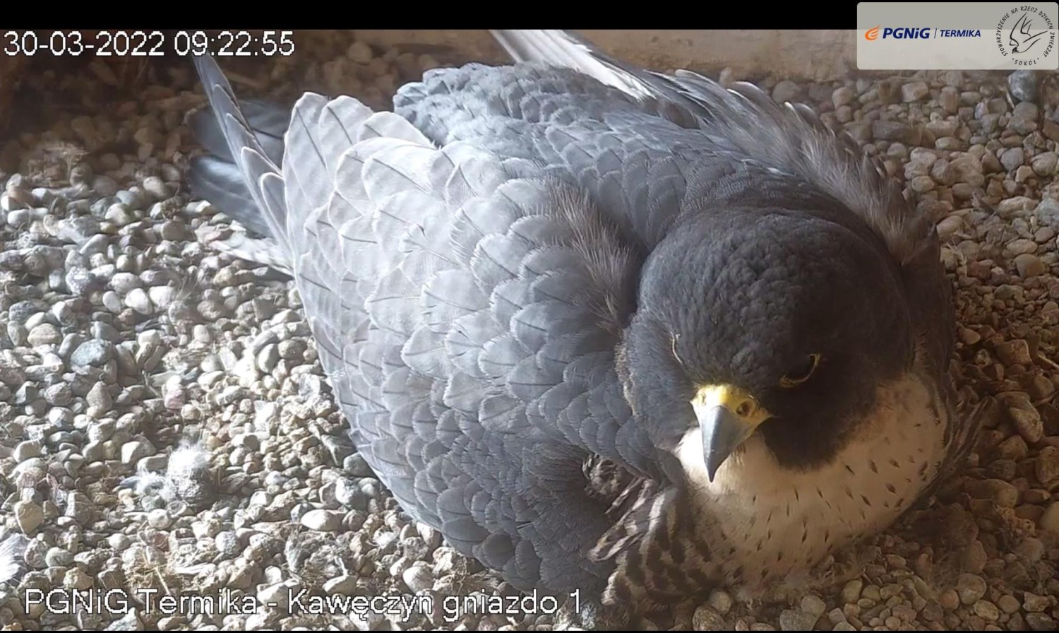 livebirdspoland_4a8ebcf6c904560edf1a4f8e40e4a291.jpg