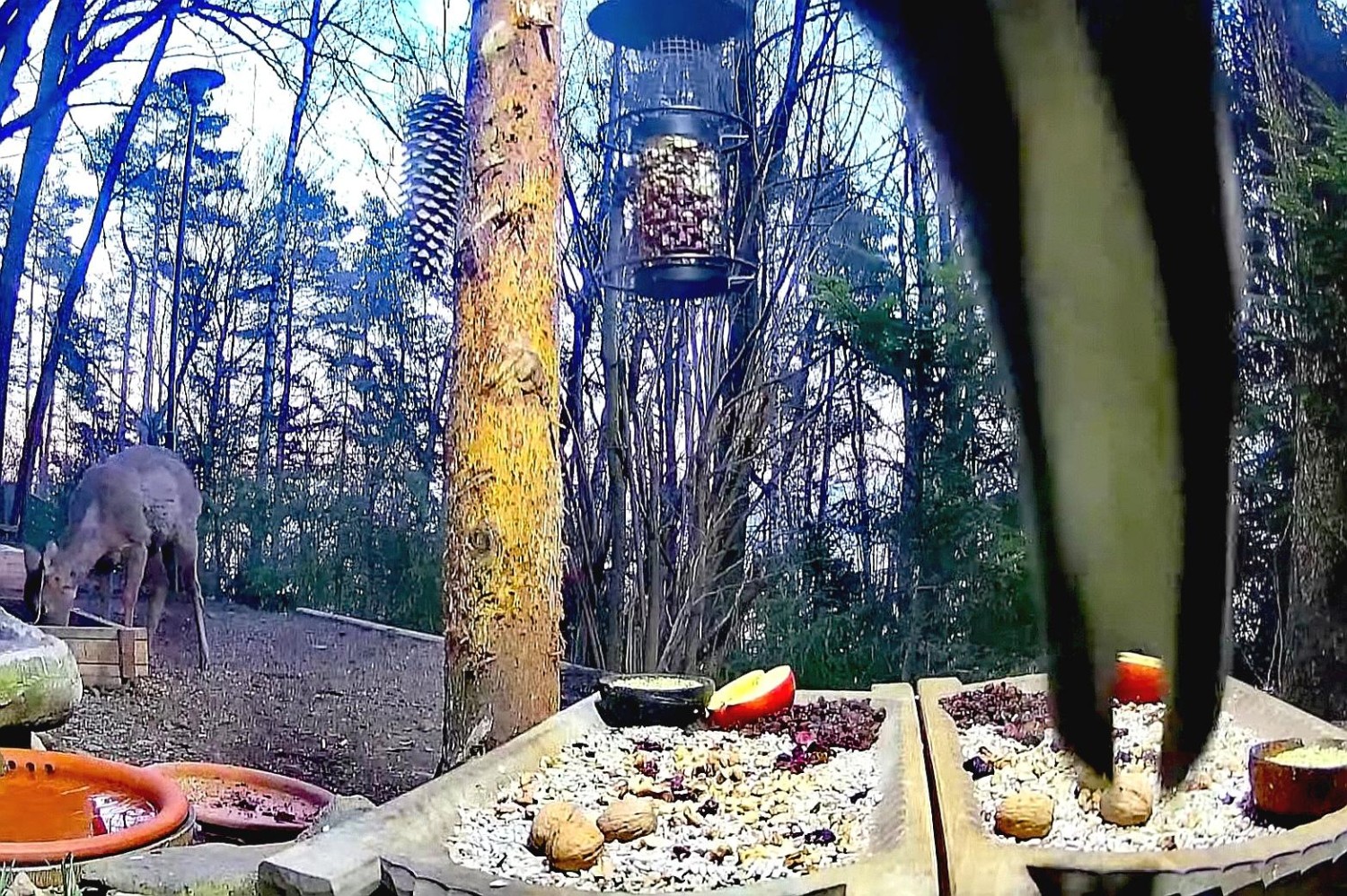 livebirdspoland_42da93f277bdcafd9492524d1e13559a.jpg