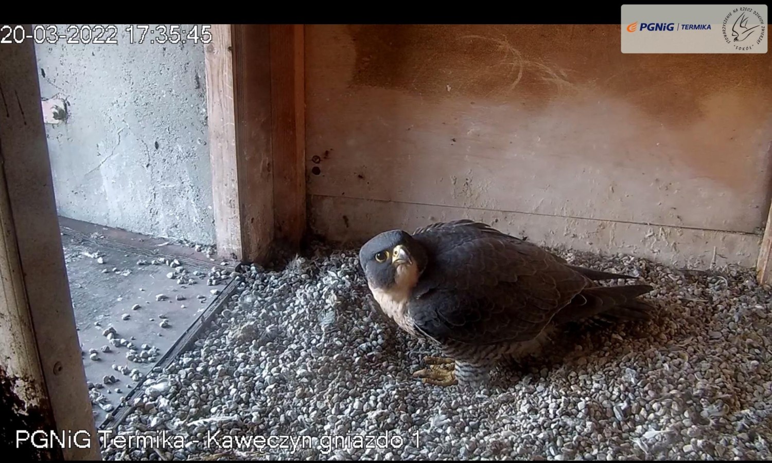 livebirdspoland_e04349ebeb9518b2699d97ce0234a5c1.jpg