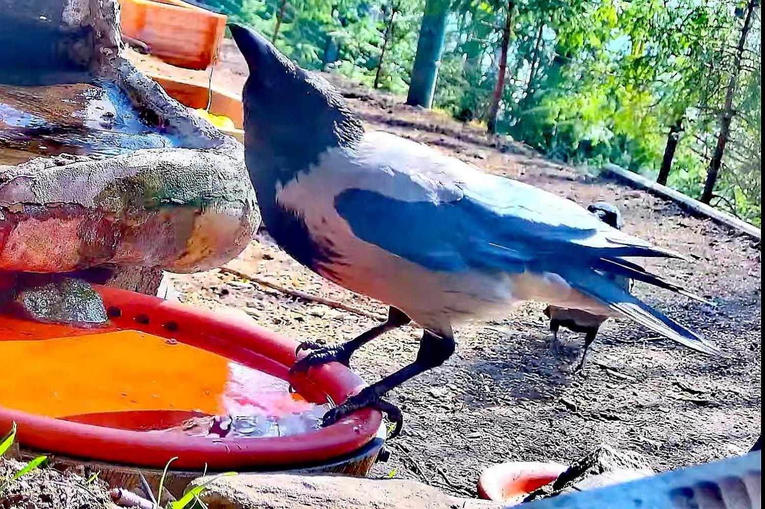 livebirdspoland_b487aee6850063d2ffa1823c73bb32cf.jpg