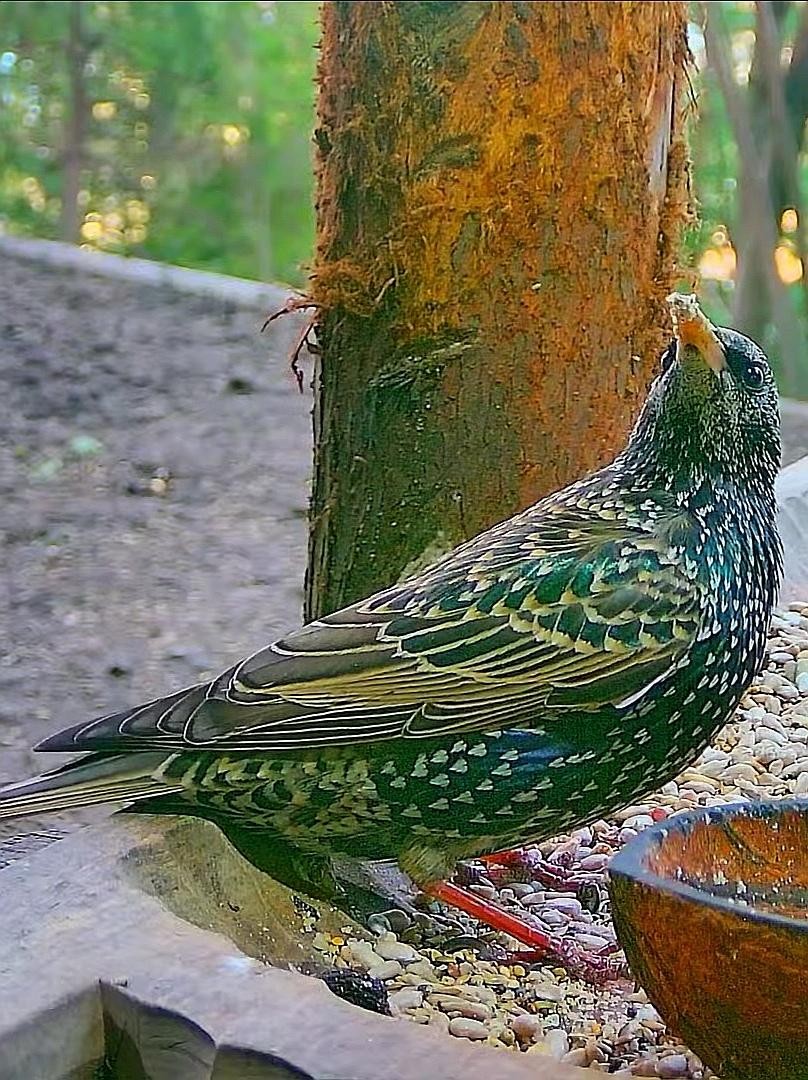 livebirdspoland_f91fd845222a553280949e1c3f64991a.jpg