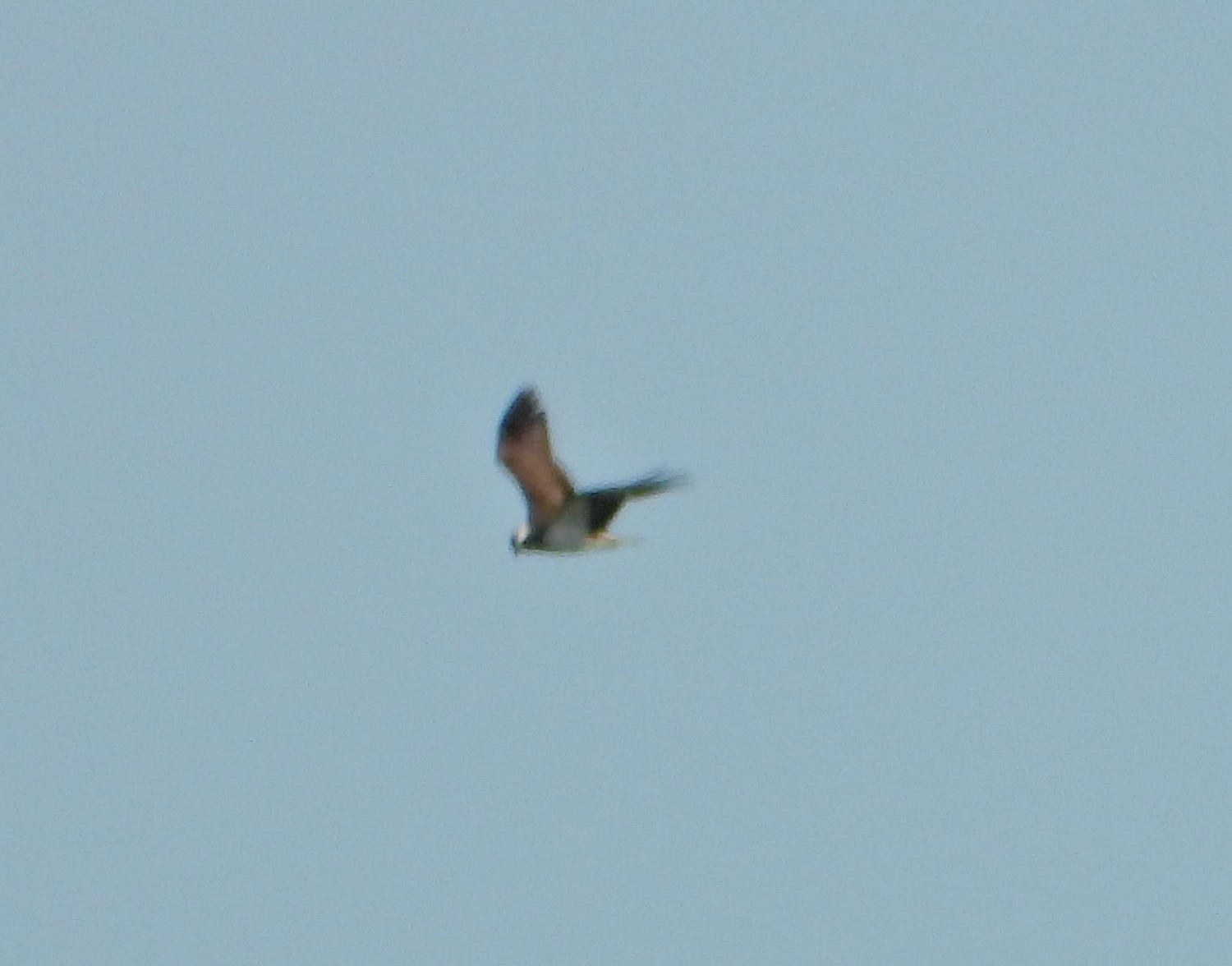 livebirdspoland_b810a0df4f0e7af458747c02d4c564d7.jpg