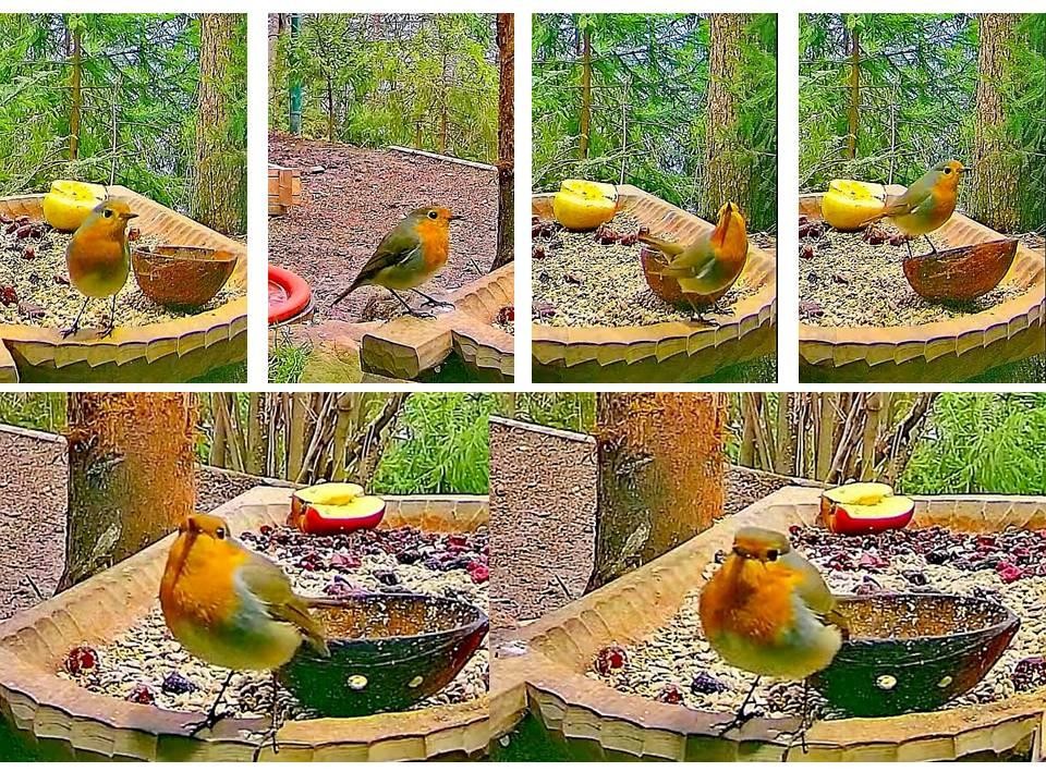 livebirdspoland_0fa6181e0306544aafa72908ff269841.jpg