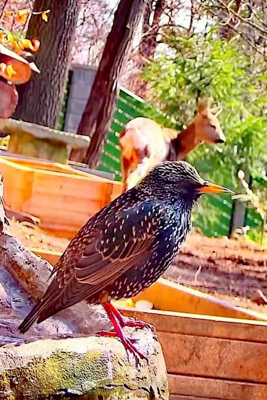 livebirdspoland_ab78f06024e7fd860bb167caed92dbf2.jpg