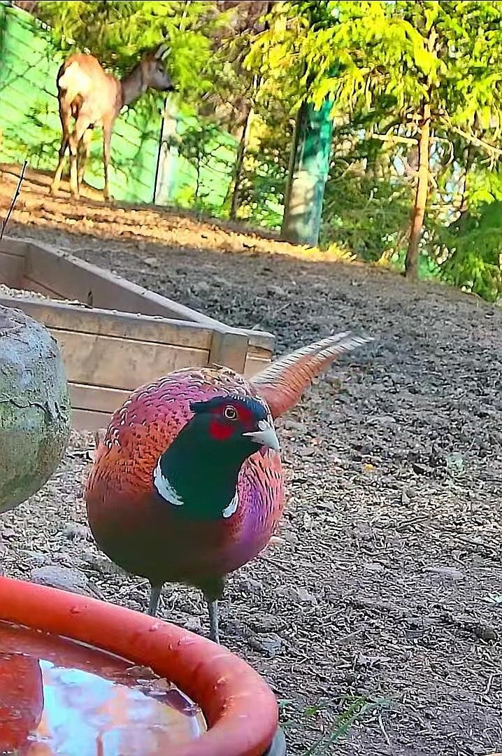 livebirdspoland_bb3e5cb151d1835229685600e4fc8672.jpg